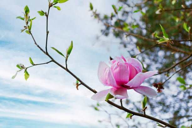 istock Single delicate pink magnolia flower in full bloom on a branch with blurred background 2152386572