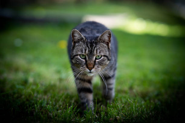 istock A domestic cat sneaks up cautiously in the grass. 2152386621