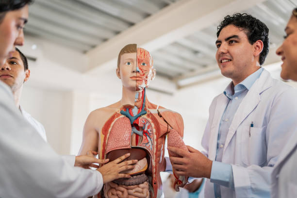 istock Young medical students during anatomy class at university 2152388388