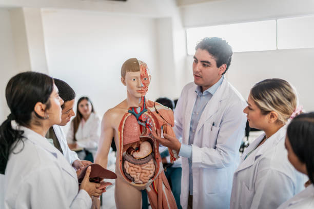 istock Young medical students during anatomy class at university 2152388390