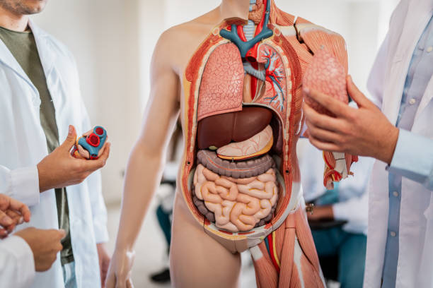 istock Close-up of medical students using anatomical model on classroom 2152388399