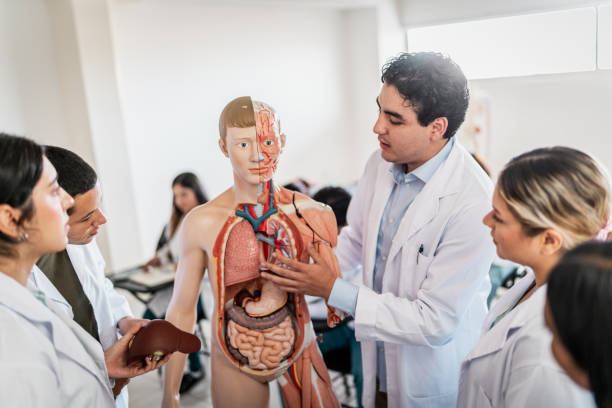 istock Young medical students during anatomy class at university 2152388400