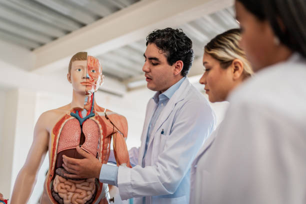 istock Young medical students during anatomy class at university 2152388406