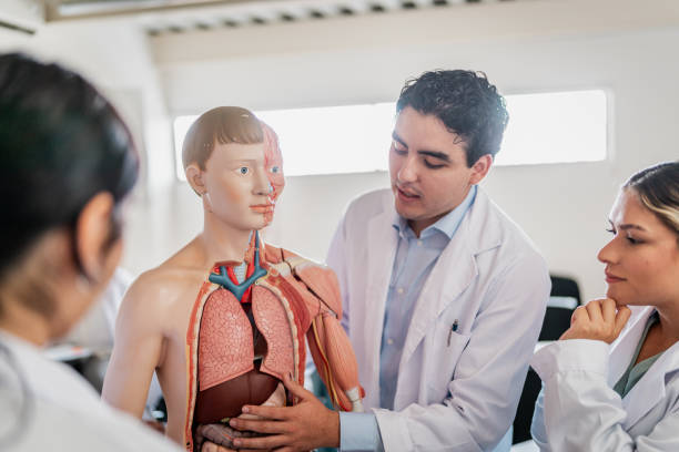 istock Young medical students during anatomy class at university 2152388407