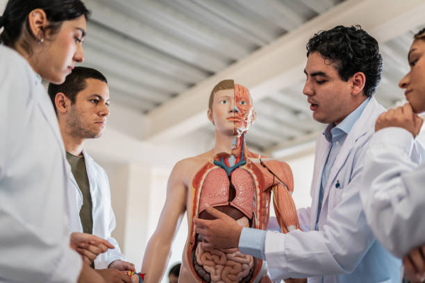 istock Young medical students during anatomy class at university 2152388408