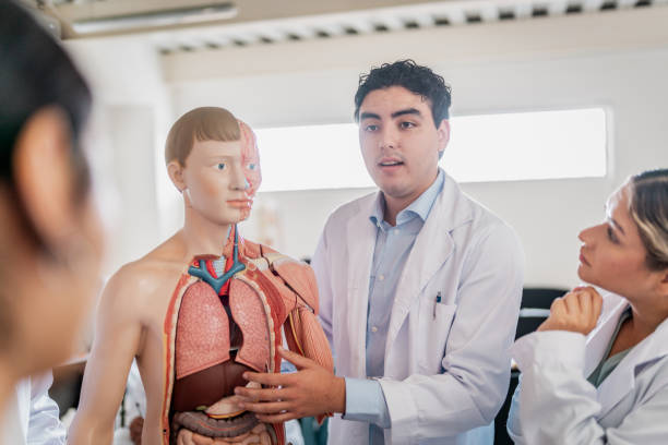 istock Young medical students during anatomy class at university 2152388410