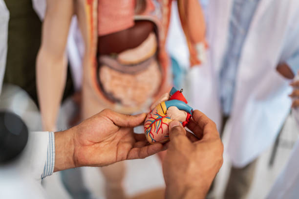close-up de professor de medicina segurando modelo cardíaco durante aula de anatomia na universidade - modelo anatômico - fotografias e filmes do acervo