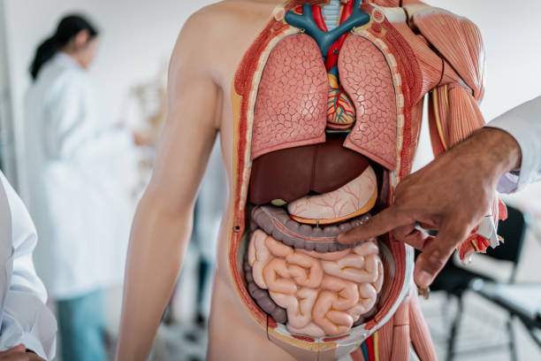 Close-up of medical students using anatomical model during class at university