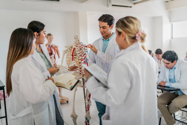 istock Young medical students studying about the human skeleton during class at university 2152388457