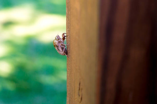 istock A cicada exoskeleton attached to a wooden post 2152388624