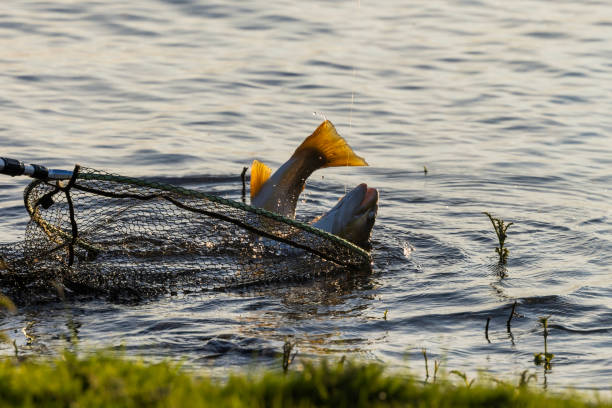 Brown Trout Fish at Rutland Water