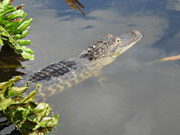 istock American Alligator (Alligator mississippiensis) - young gator resting in the lake 2152392106