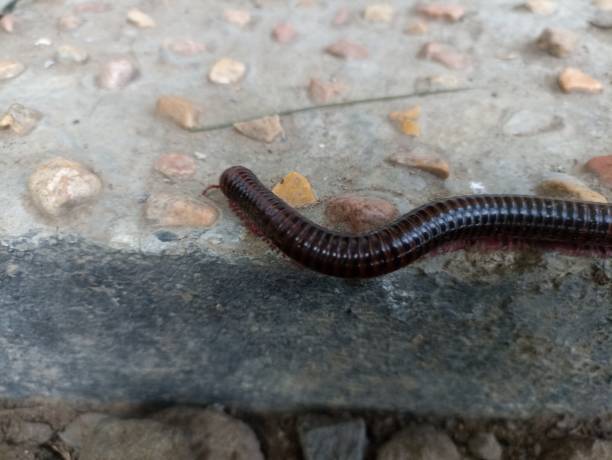 istock A closeup of a Julida worm crawling on the rocky surface 2152395498