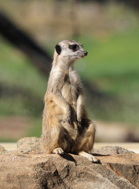 istock Meerkat standing on guard on a rock surface 2152395530