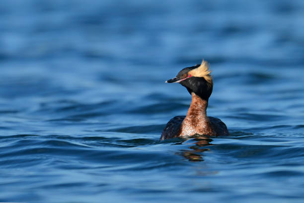 istock Horned Grebe Duck on lake 2152395866