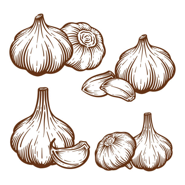 stockillustraties, clipart, cartoons en iconen met garlic hand drawn illustration set. garlic vector line art collection - knoflook