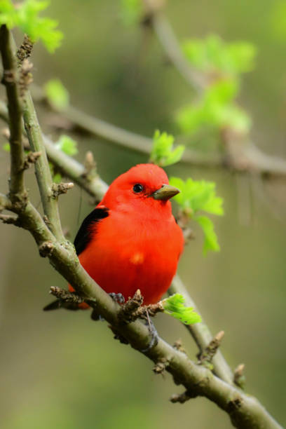 istock Male Scarlet Tanager bird 2152395930