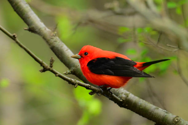 istock Male Scarlet Tanager bird 2152395933