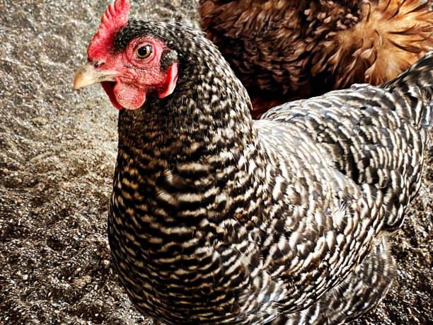Chickens on the Farm Yard