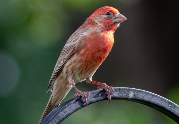 istock A House Finch on a high perch 2152397008