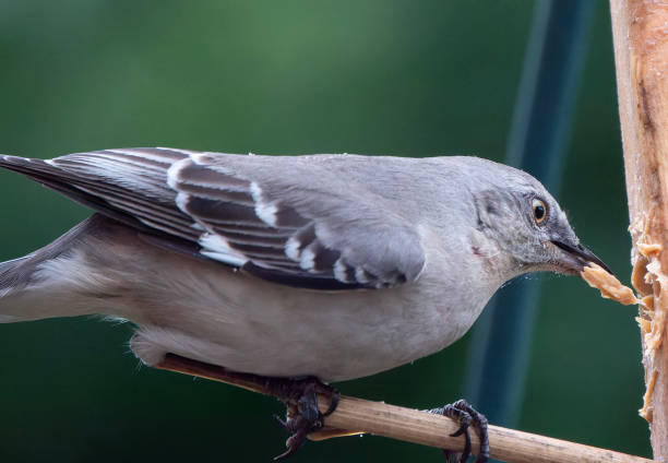 istock A Northern Mockingbird on the backyard deck 2152397040