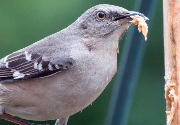 istock A Northern Mockingbird on the backyard deck 2152397041