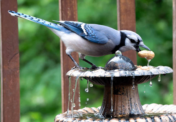 istock A Bluejay finds a peanut on the garden fountain 2152397065