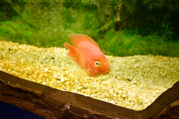 istock red gold fish with black eyes in aquarium 2152397087