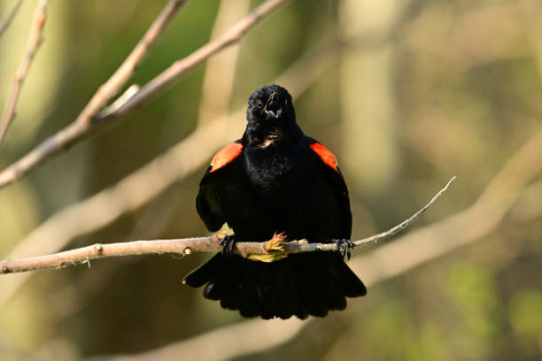 Blackbirds in the grass of Parc Monceau, Paris