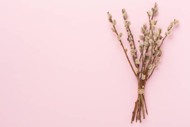 istock Pussy willow branches on color background, top, view. Palm Sunday concept 2152400687