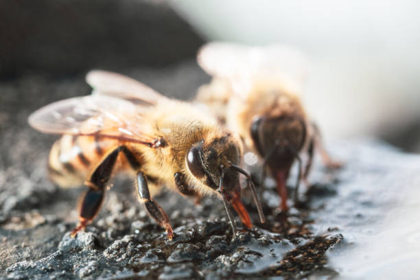 istock Bees on a fountain 2152402587