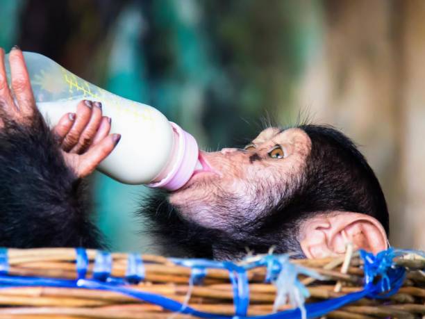 a photography of a chimpanzee drinking from a bottle.