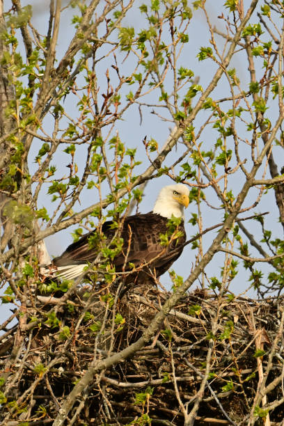 istock An American Bald Eagles resting in a tree 2152403589