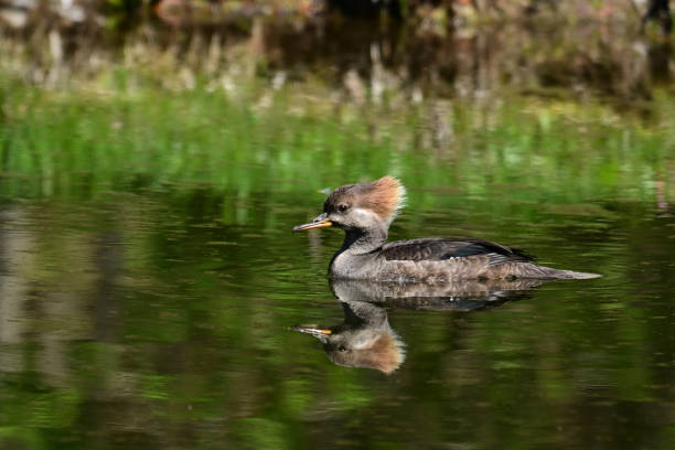 istock Female Hooded Merganser Duck 2152404721