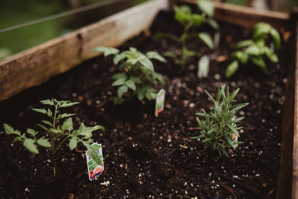 istock Raised garden bed of herbs 2152405131