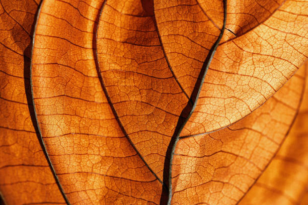 istock Autumn Dried leaf closeup at sunlight, macro trend, brown leaf as nature background. Fall aesthetic backdrop with natural veins texture of foliage, warm monochrome autumnal color, low depth of field 2152407670