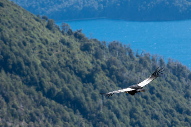 istock Andean Condor Flying Over The Andes Mountain Range 2152410160