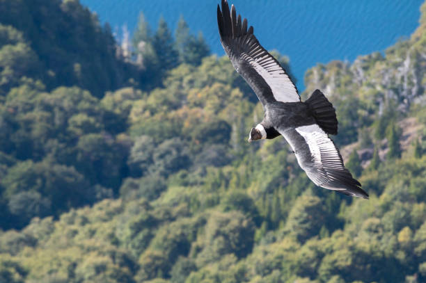 istock Andean Condor Flying Over The Andes Mountain Range 2152410208