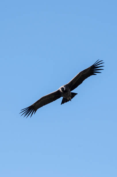 istock Andean Condor Flying Over The Andes Mountain Range 2152410285