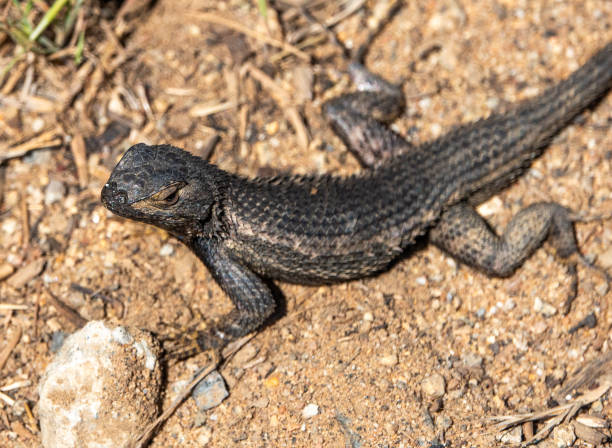 Close up of a black lizzard