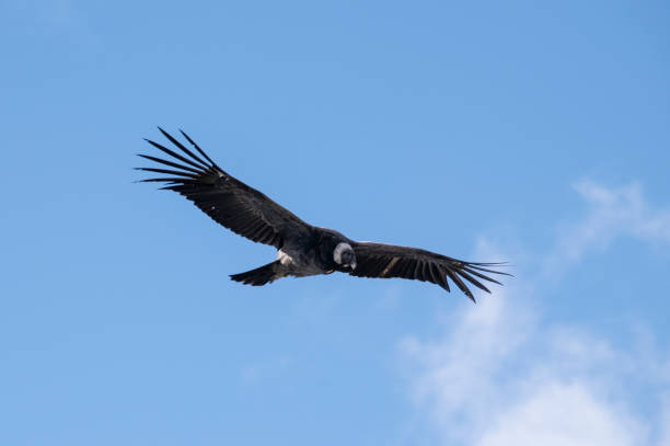 istock Andean Condor Flying Over The Andes Mountain Range 2152410323