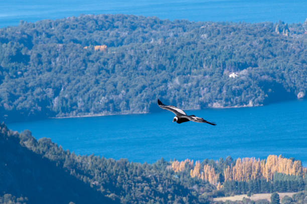 istock Andean Condor Flying Over The Andes Mountain Range 2152410375
