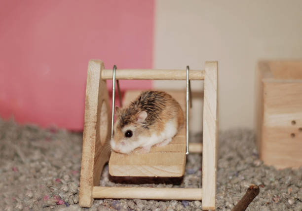 istock Roborovski hamster on a wooden swing 2152411005