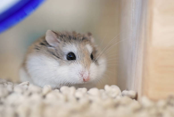 istock Adorable Roborovski hamster close-up 2152411009