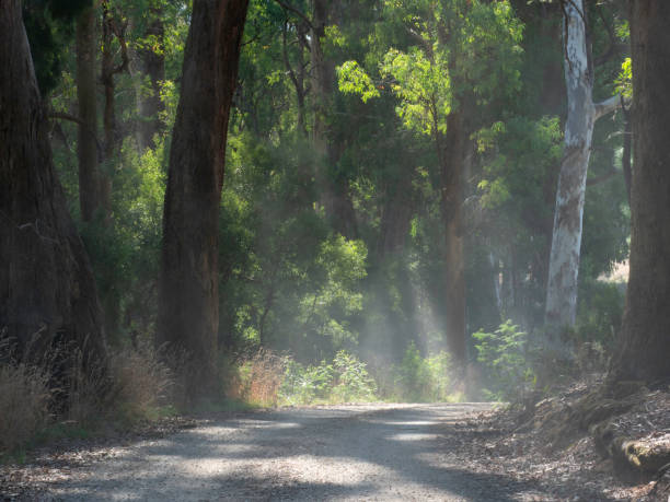 Dirt road and sunlit trees in rural Victoria