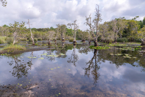 Landscape with forest river reflection view at swamp. Mature trees at marsh, national park swamp with reflections in the water under the hot sunny day. Environmental and conservation