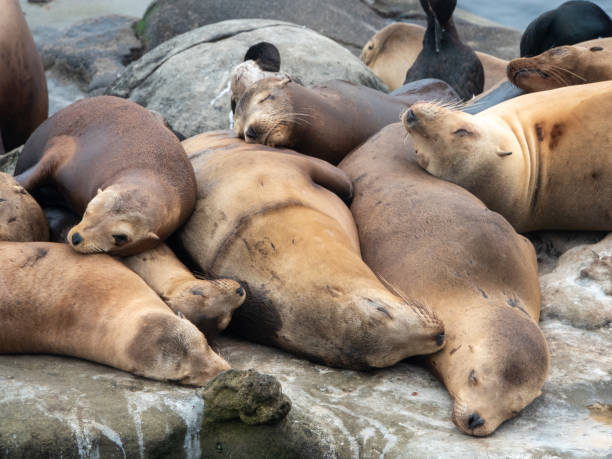 istock Group of sleeping sea lions on a rock. 2152411679