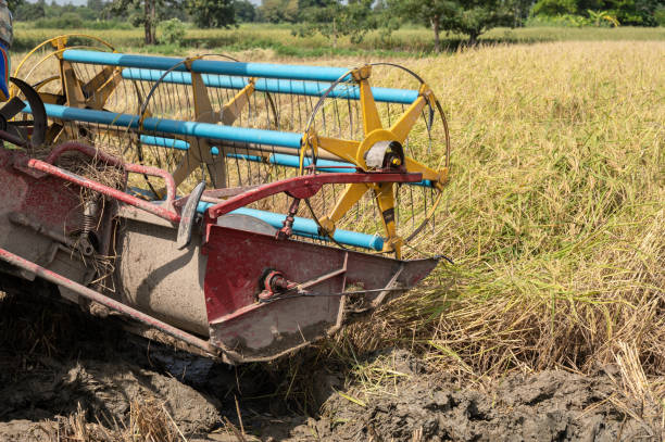 istock A combine harvester while harvesting rice crops in rice field. 2152412015