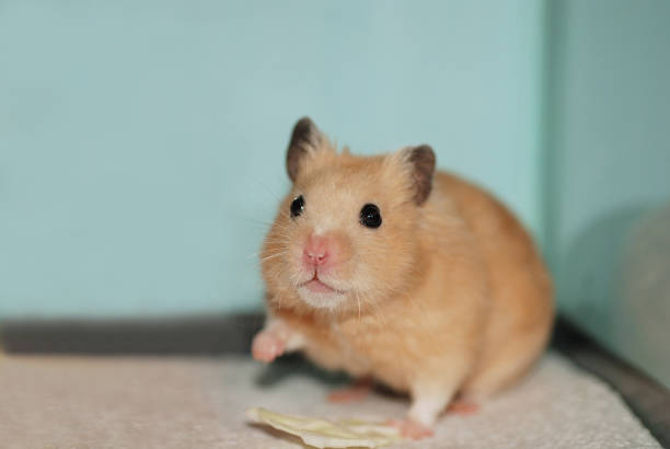 istock Golden hamster raising one arm 2152416830