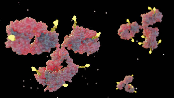 istock 3d rendering of Antibody drug conjugates or ADCs 2152418334